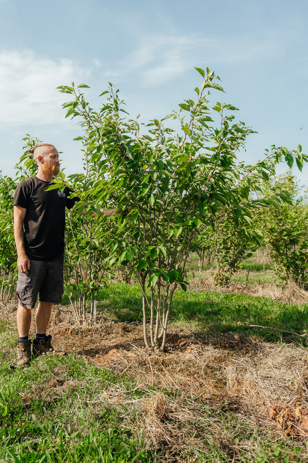 Prunus serrulata 'Pink Perfection' NWT Products 25 26 0005