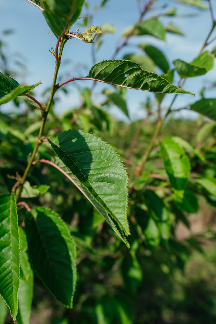 Prunus serrulata 'Pink Perfection' NWT Products 25 26 0006