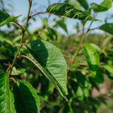 Prunus serrulata 'Pink Perfection' NWT Products 25 26 0006