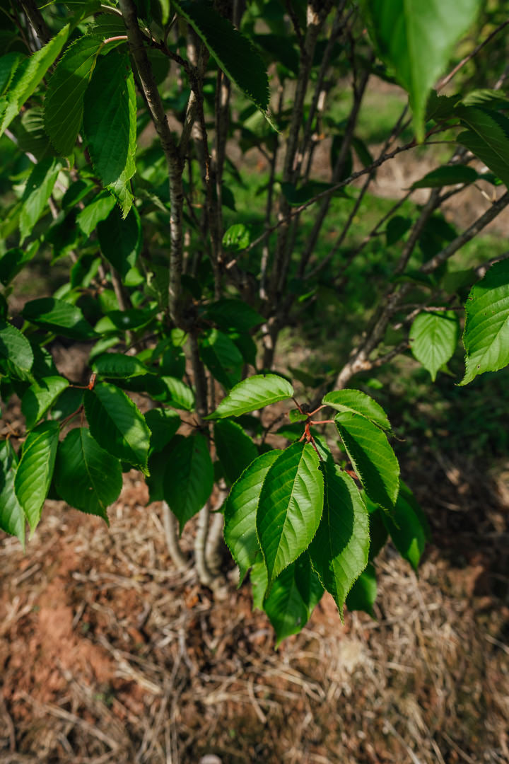 Prunus serrulata 'Pink Perfection' NWT Products 25 26 0007