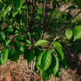 Prunus serrulata 'Pink Perfection' NWT Products 25 26 0007