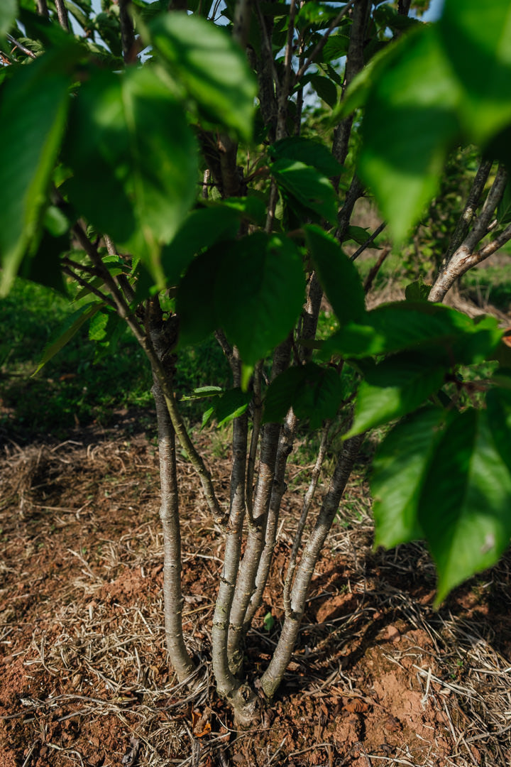 Prunus serrulata 'Pink Perfection' NWT Products 25 26 0008