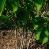 Prunus serrulata 'Pink Perfection' NWT Products 25 26 0008