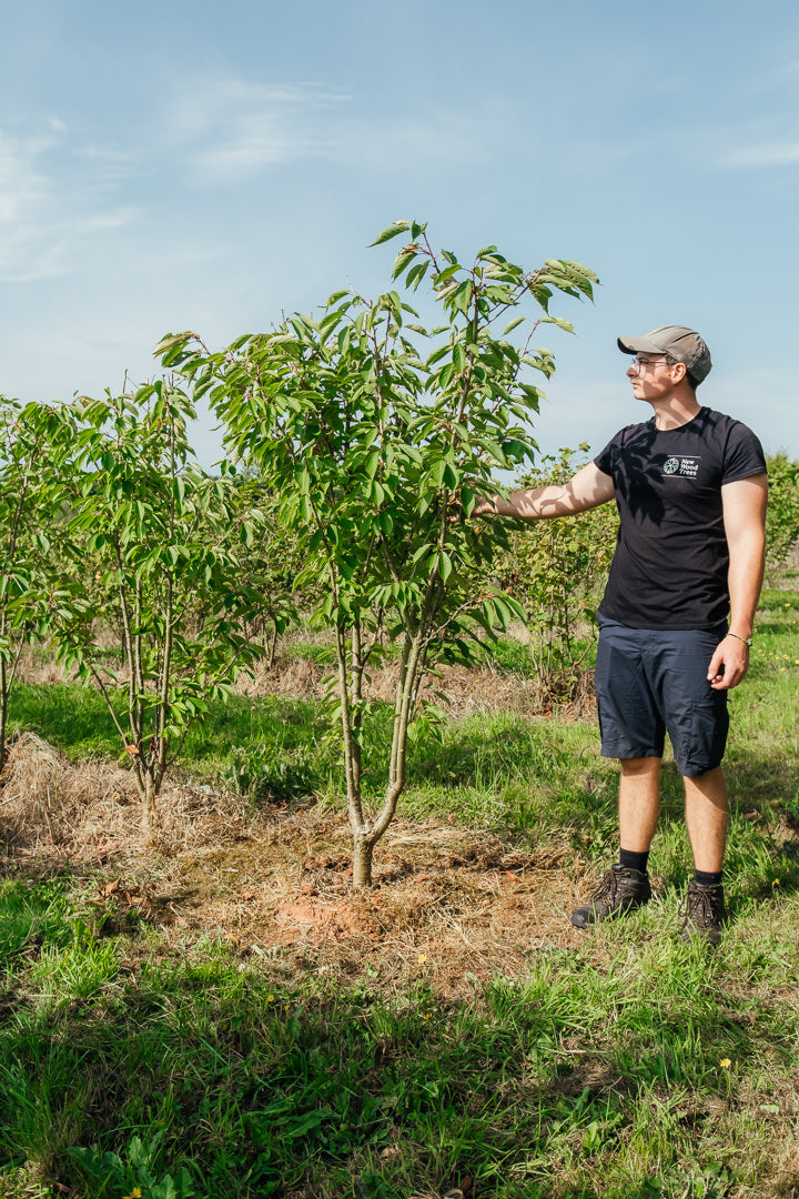 Prunus serrulata 'Ukon' NWT Products 25 26 0006