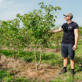 Prunus serrulata 'Ukon' NWT Products 25 26 0006