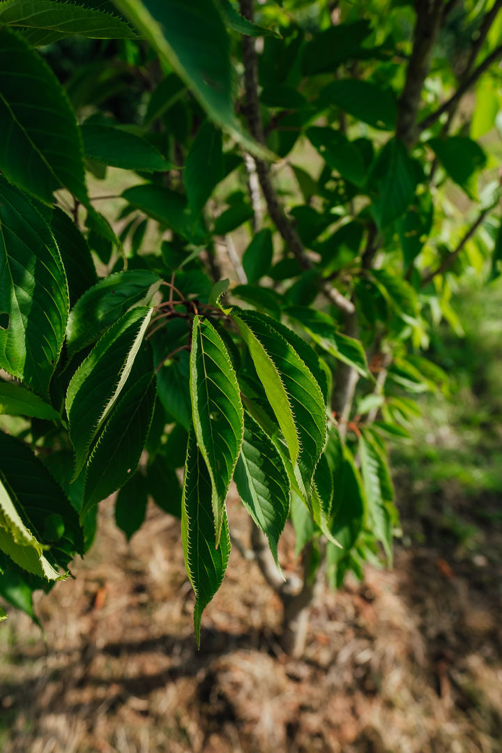 Prunus serrulata 'Ukon' NWT Products 25 26 0010