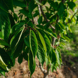 Prunus serrulata 'Ukon' NWT Products 25 26 0010