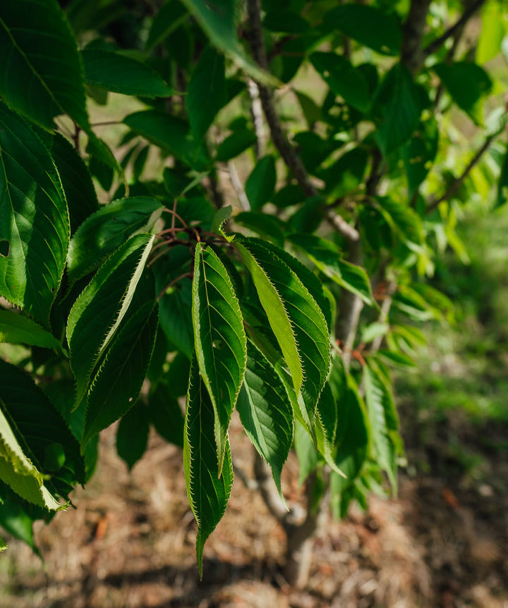 Prunus serrulata 'Ukon' NWT Products 25 26 0010
