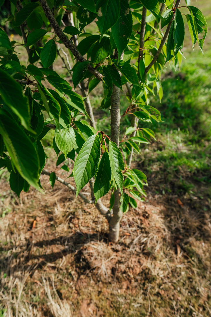 Prunus serrulata 'Ukon' NWT Products 25 26 0011