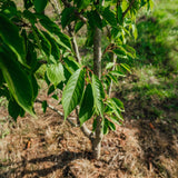 Prunus serrulata 'Ukon' NWT Products 25 26 0011