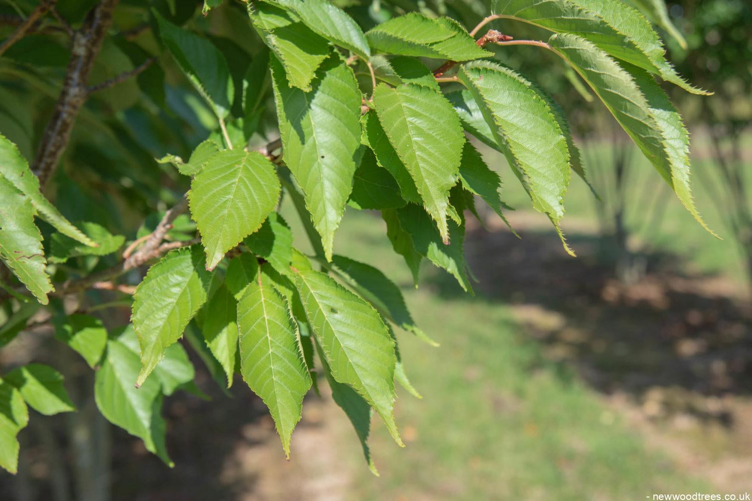 Prunus serrulata ‘Pink Perfection 1500x1001 1