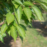 Prunus serrulata ‘Pink Perfection 1500x1001 1