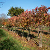 Prunus serrulata ‘Pink Perfection 2 1500x1001 1