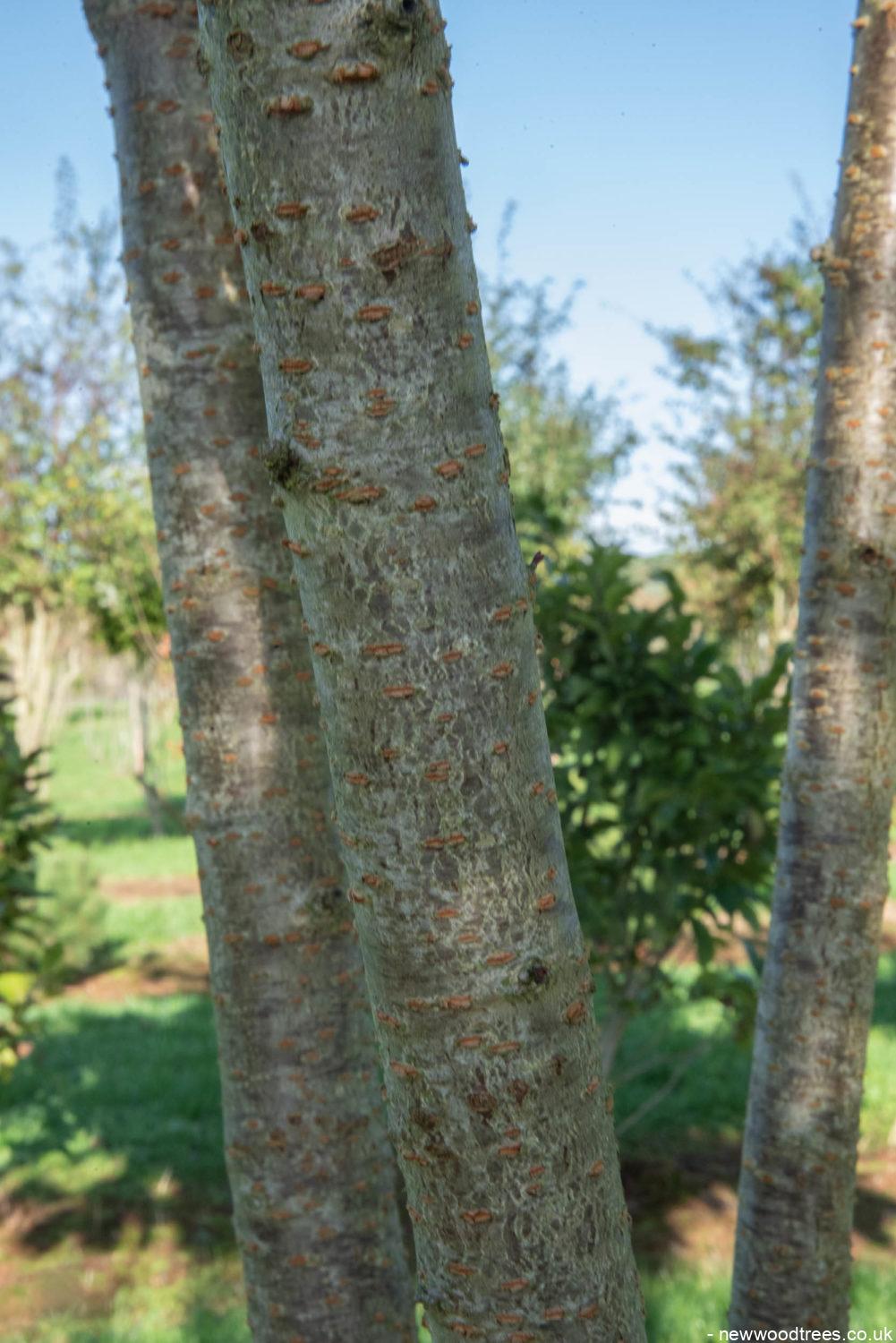 Prunus serrulata ‘Pink Perfection 3 1001x1500 1