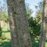 Prunus serrulata ‘Pink Perfection 3 1001x1500 1