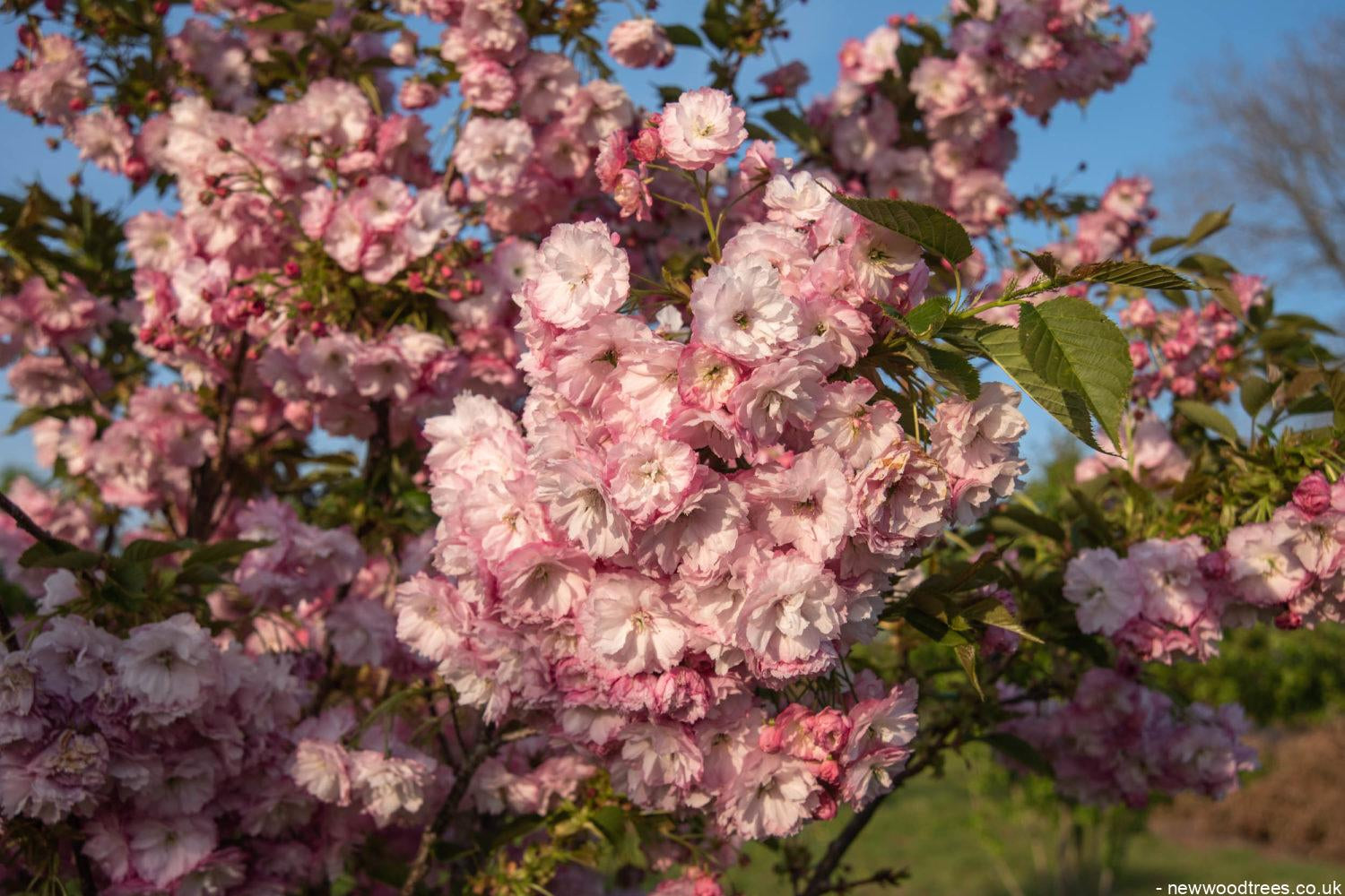Prunus serrulata ‘Pink Perfection 5 1500x1001 1