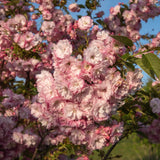 Prunus serrulata ‘Pink Perfection 5 1500x1001 1
