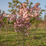 Prunus serrulata ‘Pink Perfection 6 1001x1500 1