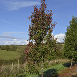 Pyrus calleryana Chanticleer 1 1663x2491 1