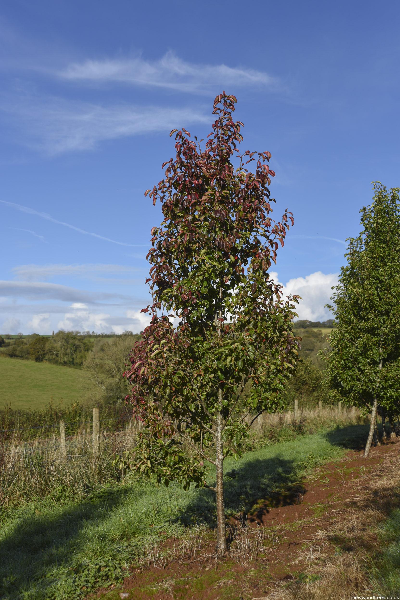 Pyrus calleryana Chanticleer 1 1663x2491 1