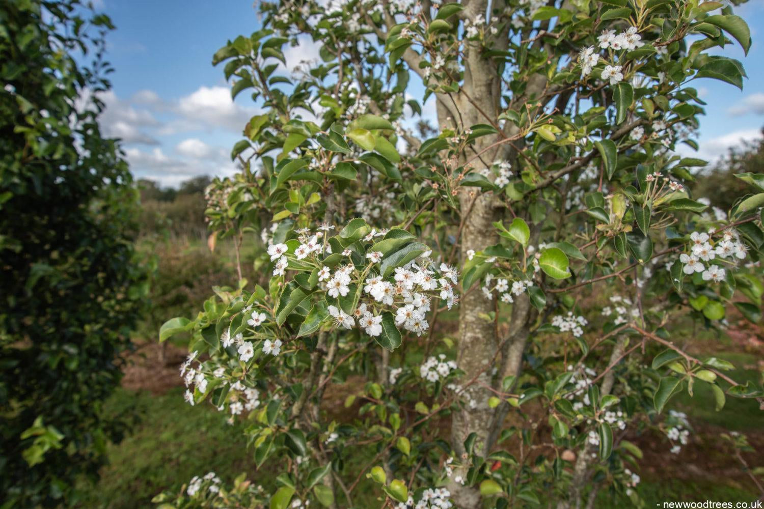 Pyrus calleryana ‘Chanticleer 1500x1001 1