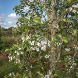 Pyrus calleryana ‘Chanticleer 1500x1001 1