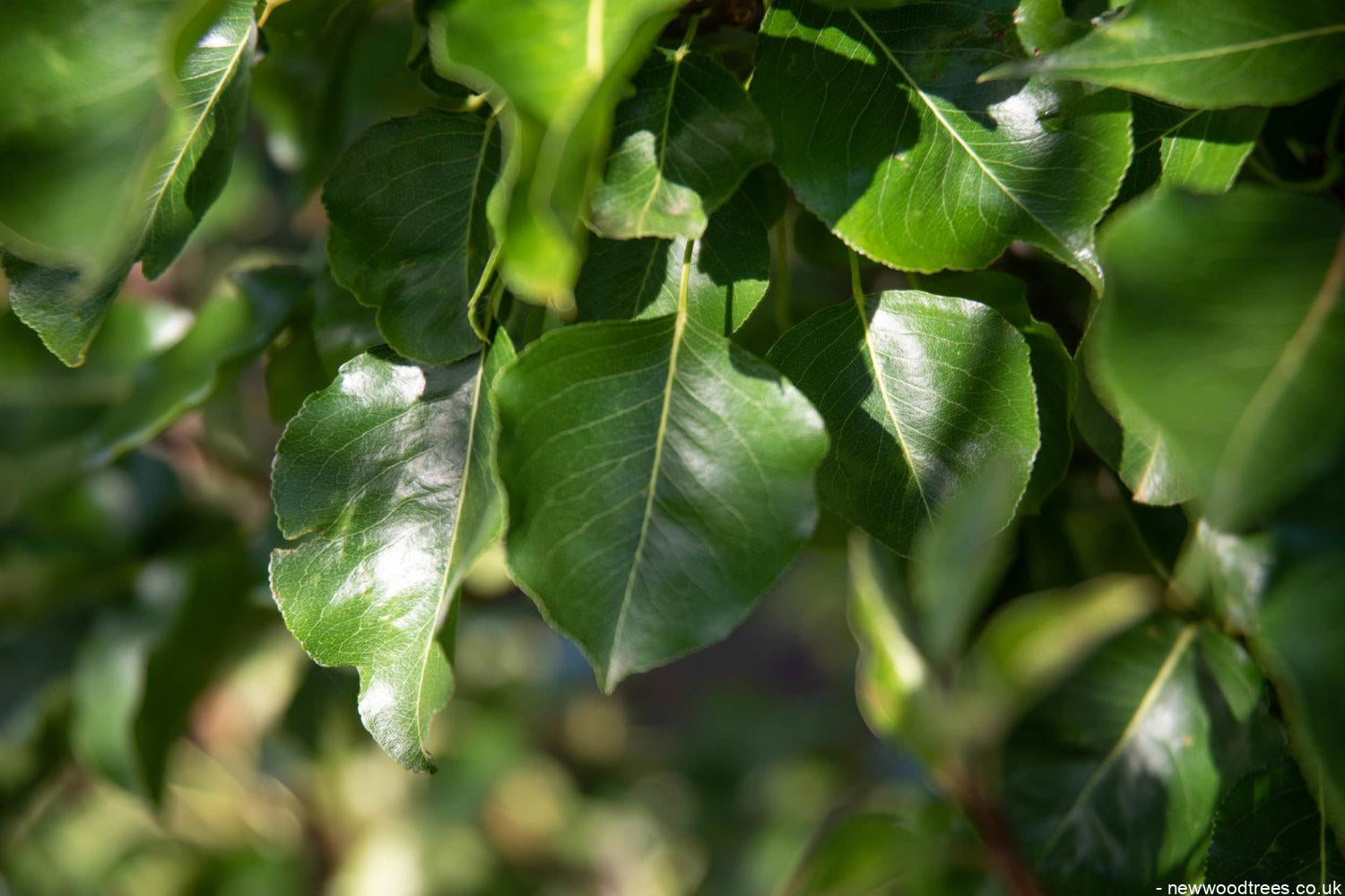 Pyrus calleryana ‘Chanticleer 3 1500x1001 1