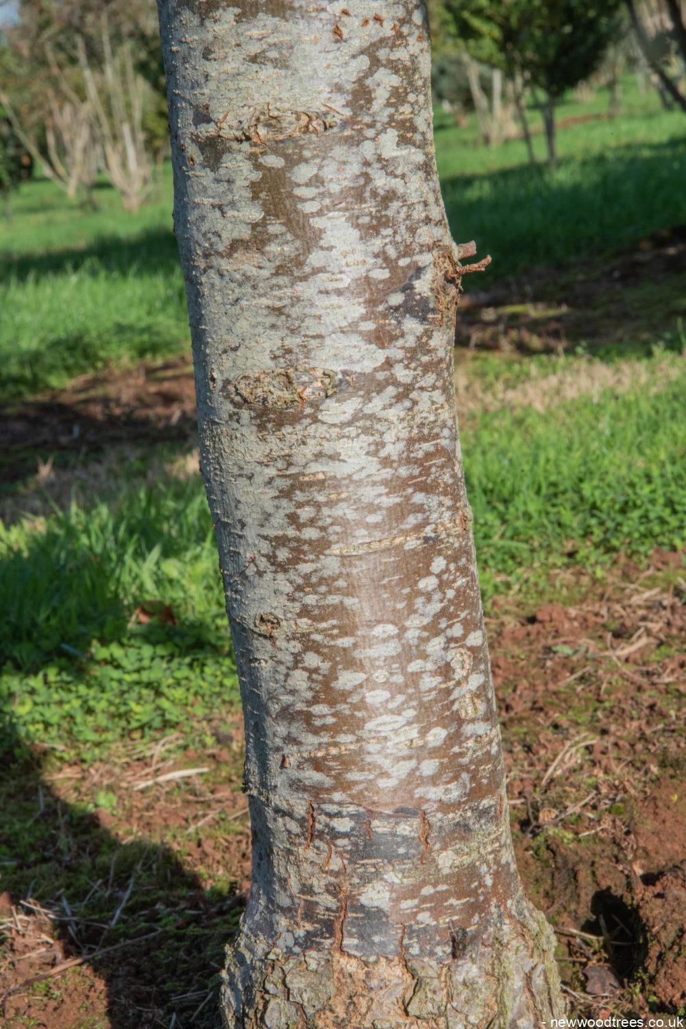 Pyrus calleryana ‘Chanticleer 4 1001x1500 1