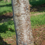 Pyrus calleryana ‘Chanticleer 4 1001x1500 1