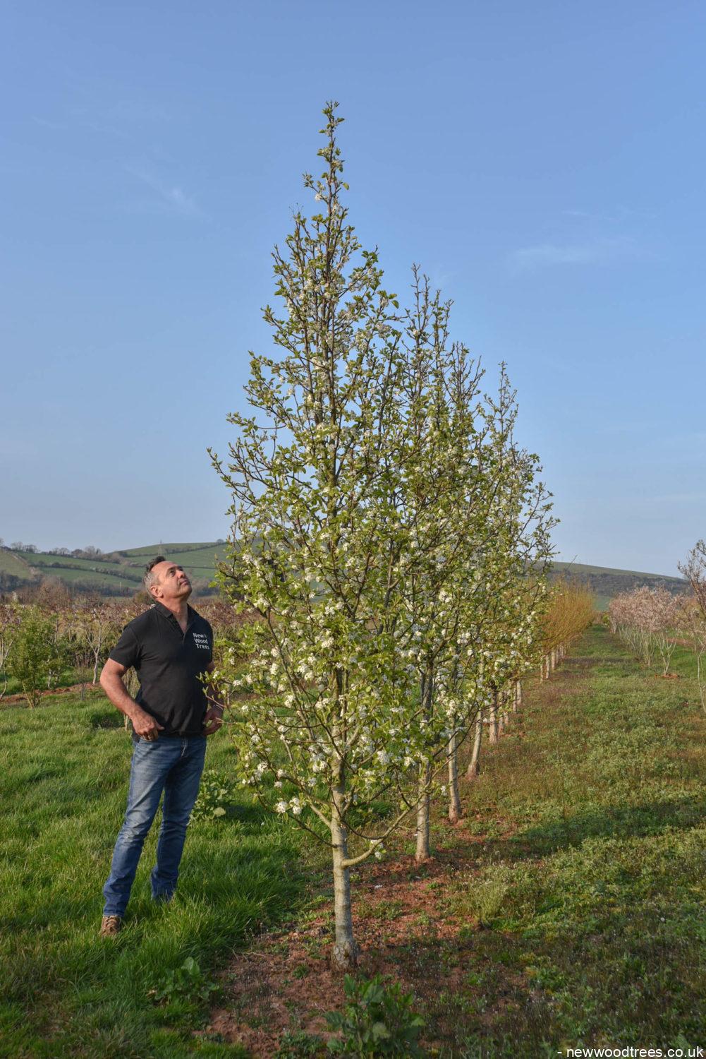 Pyrus calleryana ‘Chanticleer 5 1001x1500 1