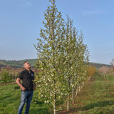 Pyrus calleryana ‘Chanticleer 5 1001x1500 1