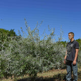 Pyrus salicifolia Pendula