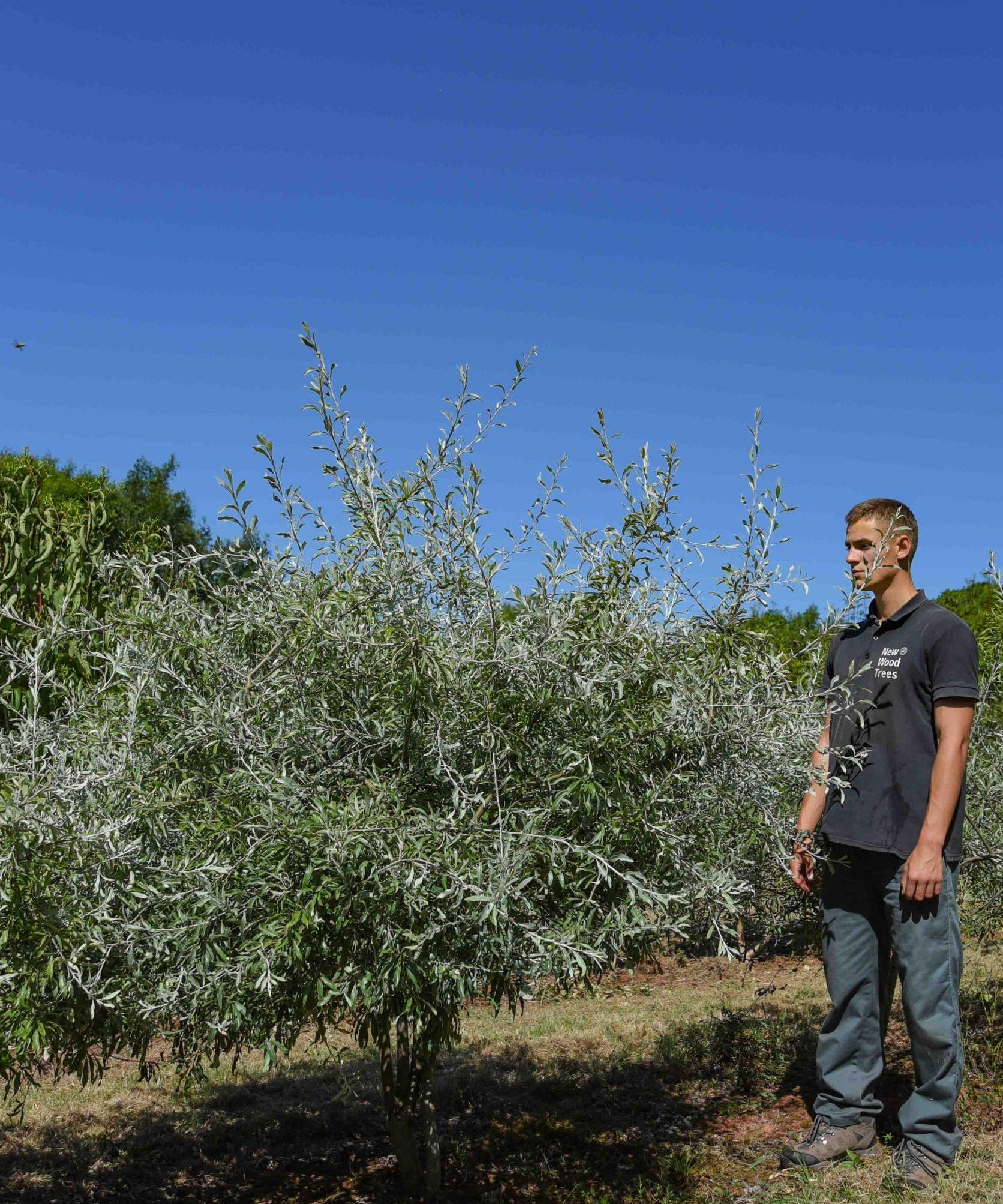 Pyrus salicifolia Pendula