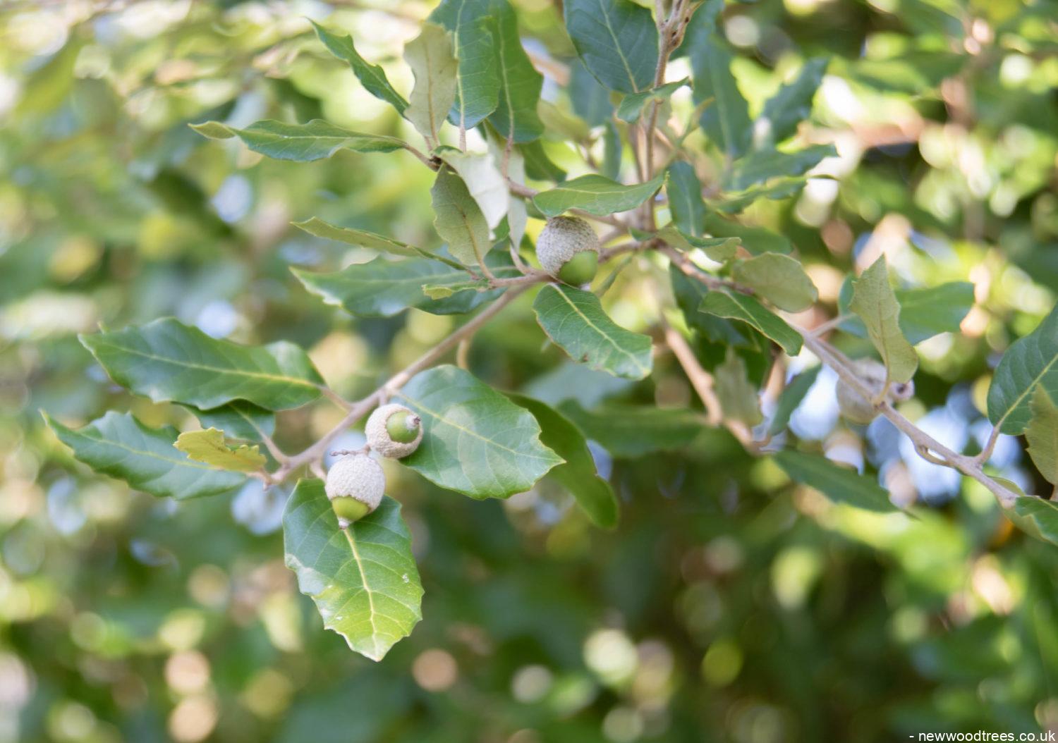 Quercus ilex 1500x1054 1