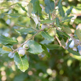 Quercus ilex 1500x1054 1