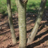 Quercus ilex 2 1500x1001 1