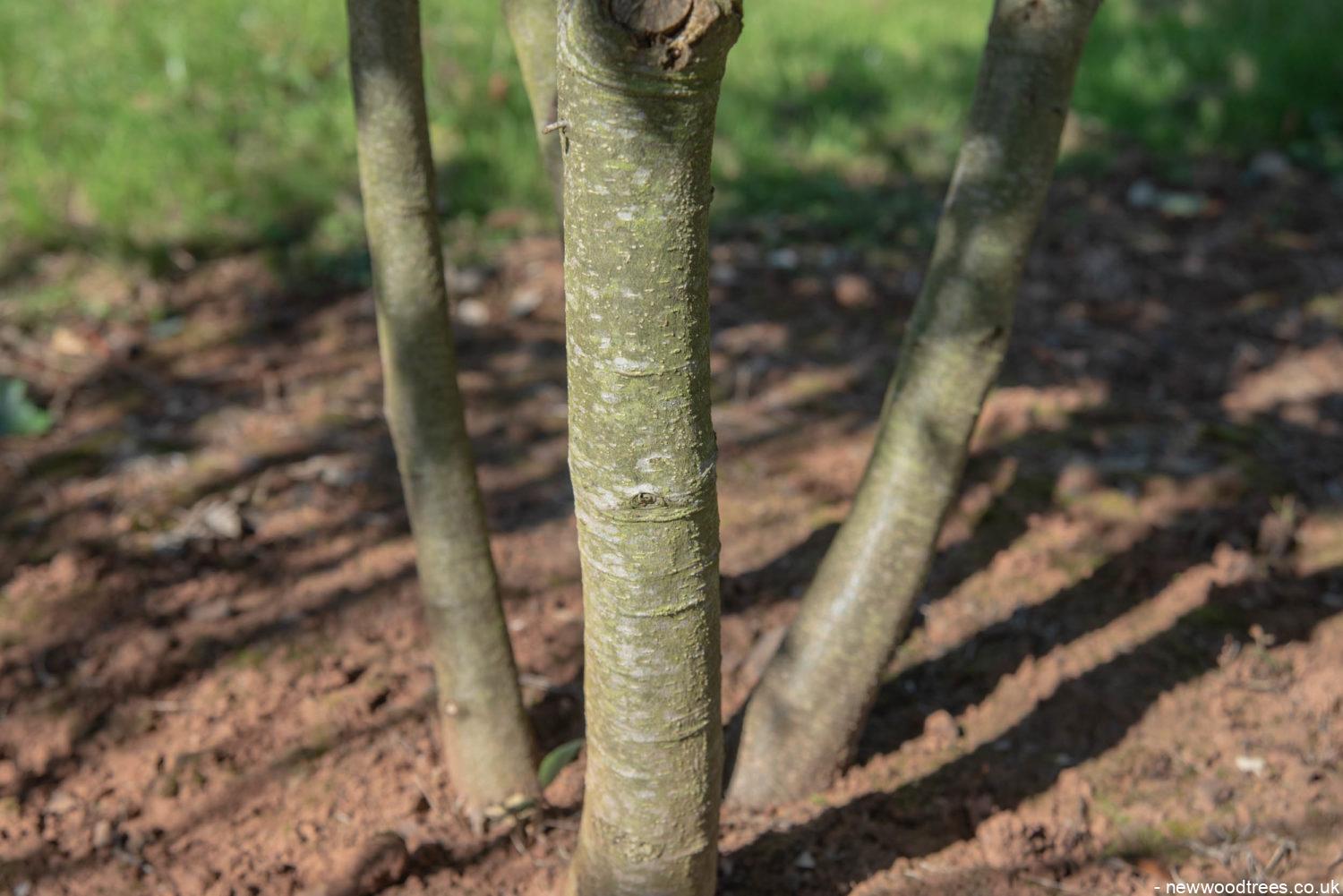 Quercus ilex 2 1500x1001 1