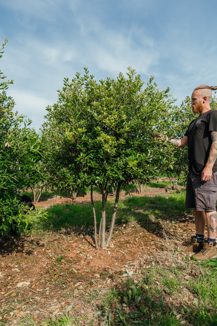 Quercus ilex NWT Products 25 26 0003