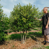 Quercus ilex NWT Products 25 26 0003