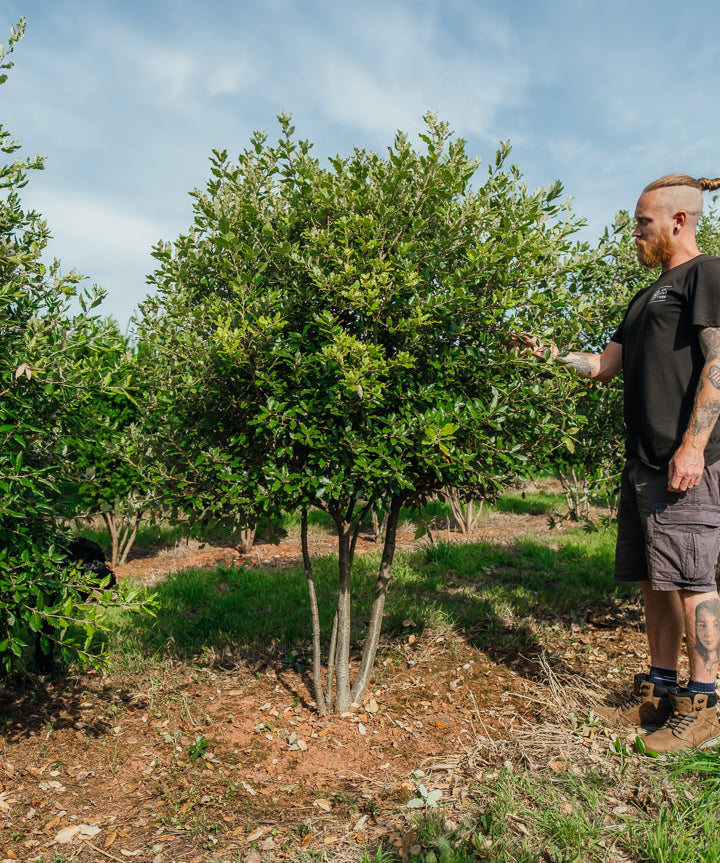 Quercus ilex NWT Products 25 26 0003