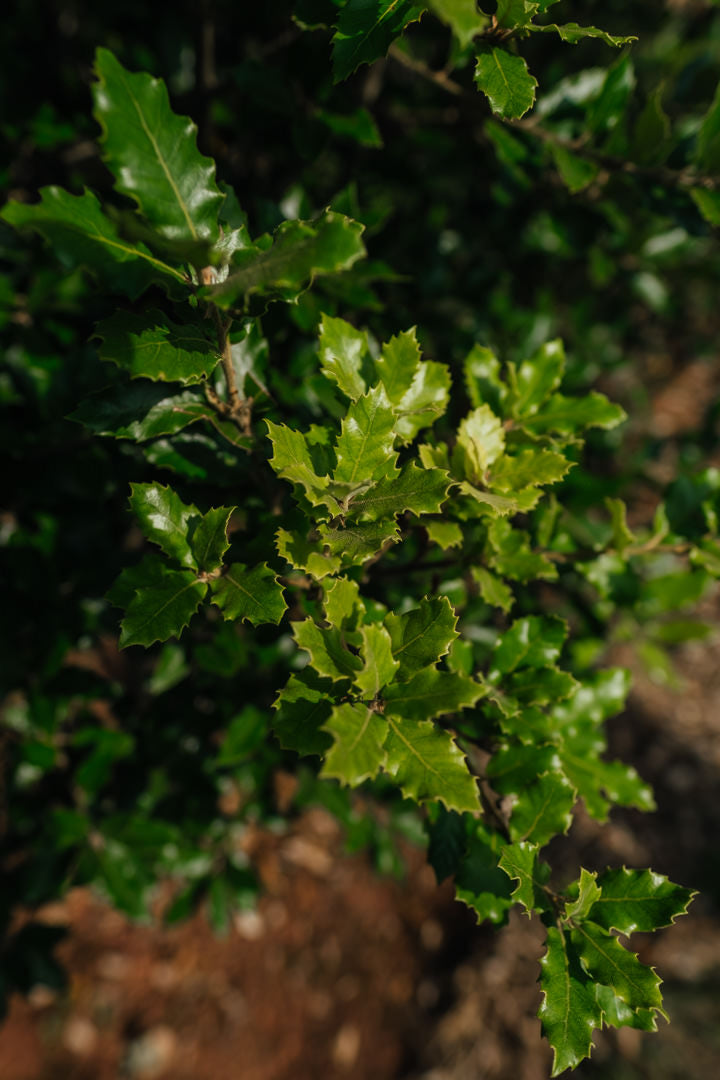 Quercus ilex NWT Products 25 26 0004