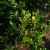 Quercus ilex NWT Products 25 26 0004