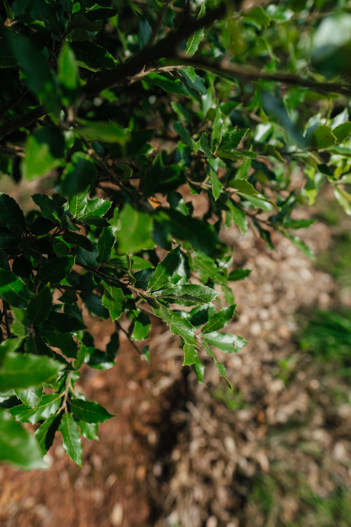 Quercus ilex NWT Products 25 26 0005