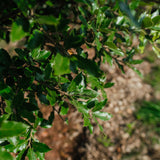 Quercus ilex NWT Products 25 26 0005