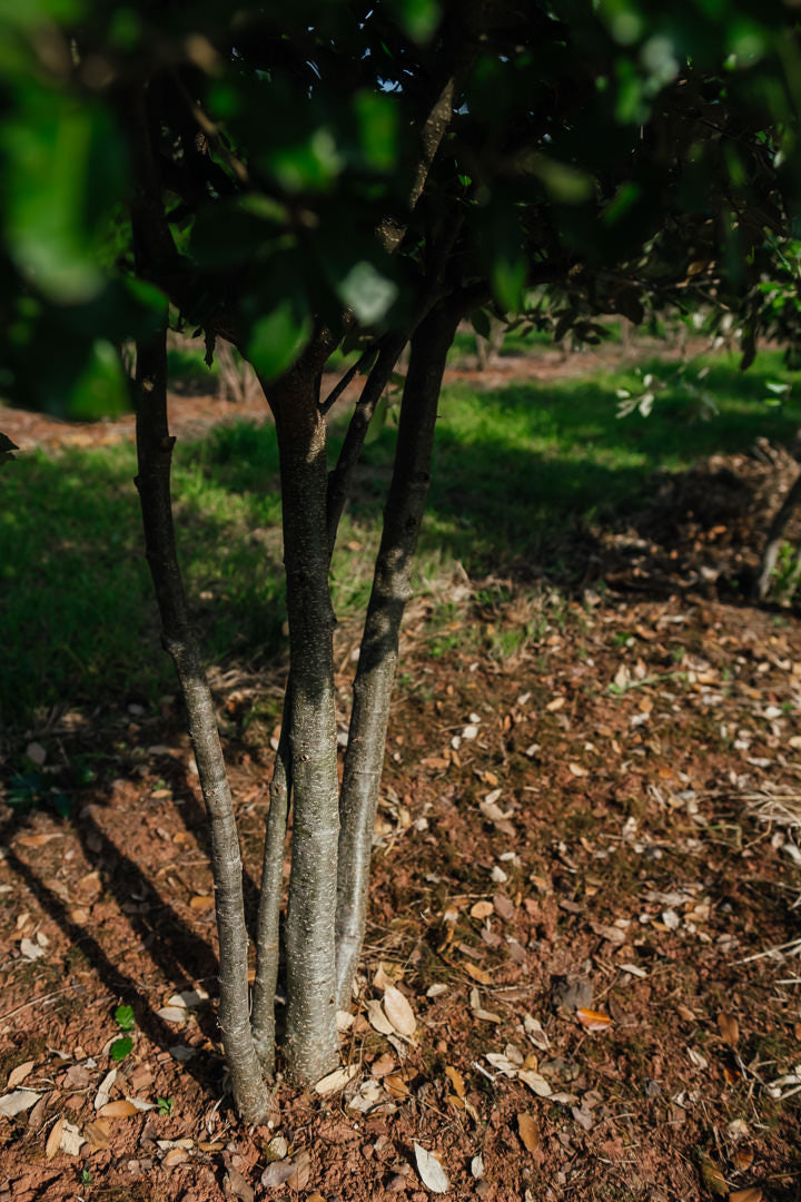 Quercus ilex NWT Products 25 26 0006