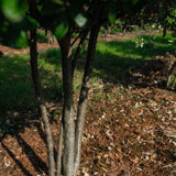 Quercus ilex NWT Products 25 26 0006