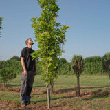 Quercus palustris Green Pillar