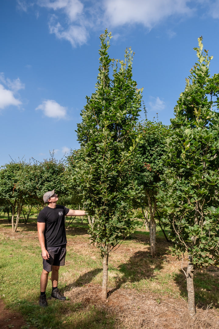 Quercus robur 'Fastigiata koster' NWT Products 25 26 0005