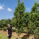 Quercus robur 'Fastigiata koster' NWT Products 25 26 0005
