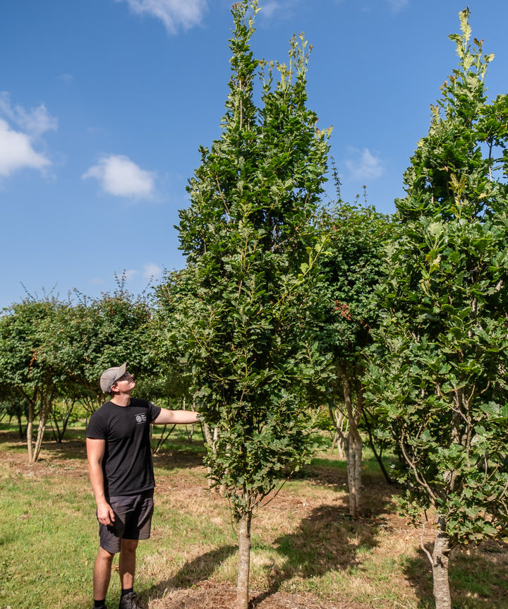 Quercus robur 'Fastigiata koster' NWT Products 25 26 0005